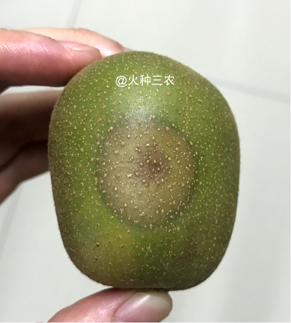 猕猴桃软腐病是由葡萄座腔菌或拟茎点霉菌引起的果实病害,主要为害近