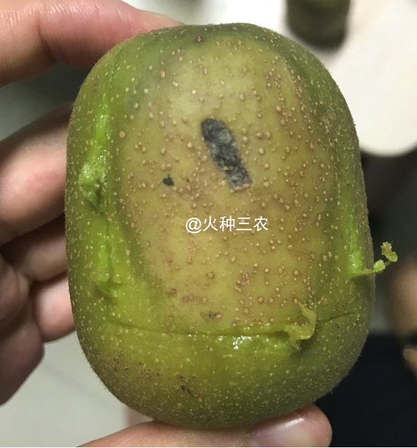 看了这篇猕猴桃果实病害详解猕猴桃果病图文防治详解