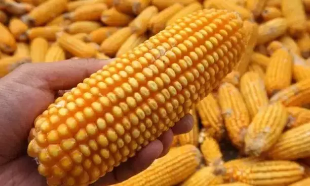 学会计算玉米含水量,秋季卖粮不上当