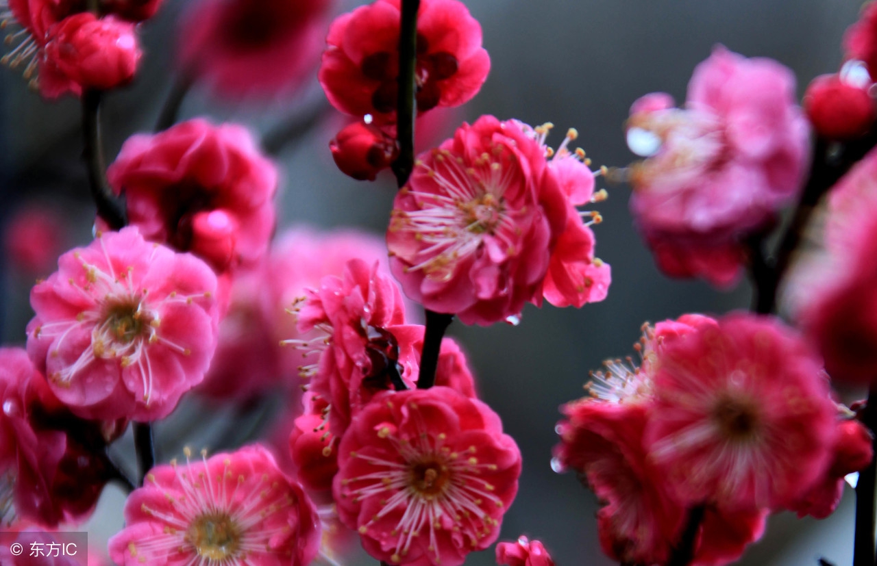 一个月代表一种花，你是几月生？看看你是什么花！