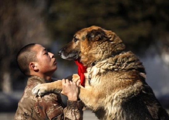 如何领养退役军犬(病退,淘汰的军犬去了哪里?