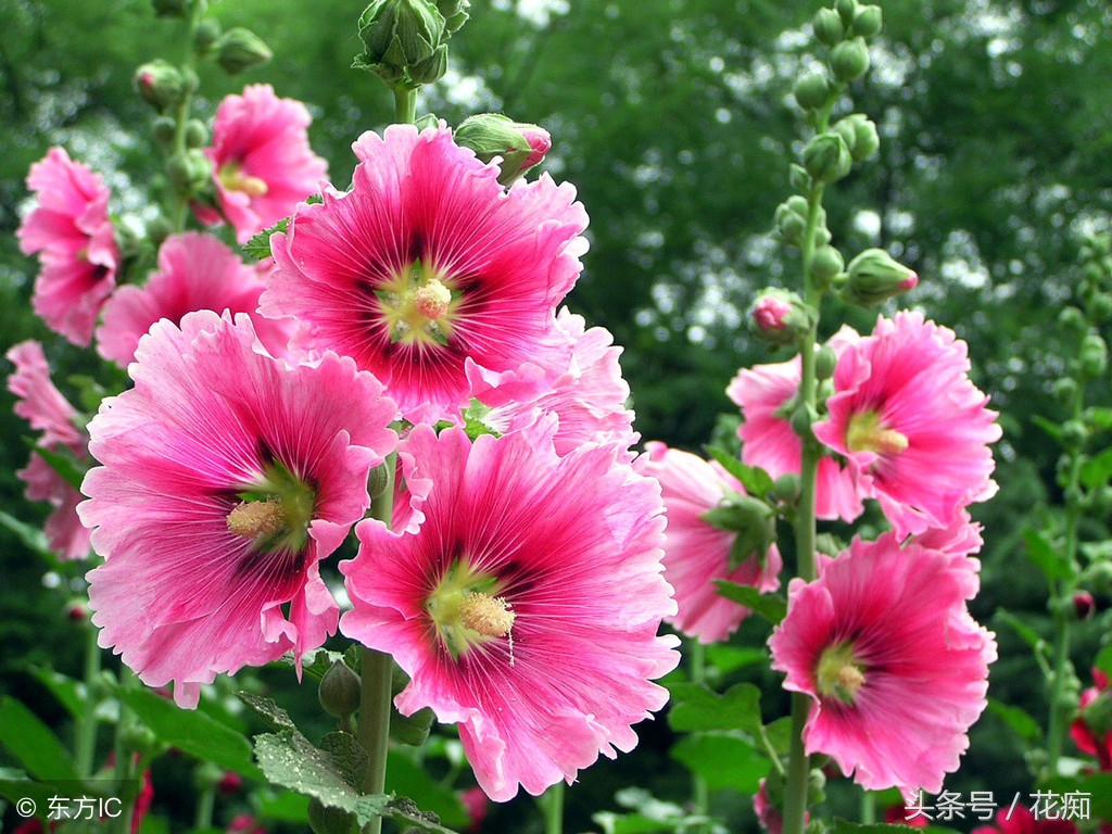 蜀葵是多年生还是一年生（蜀葵花的养殖简介）