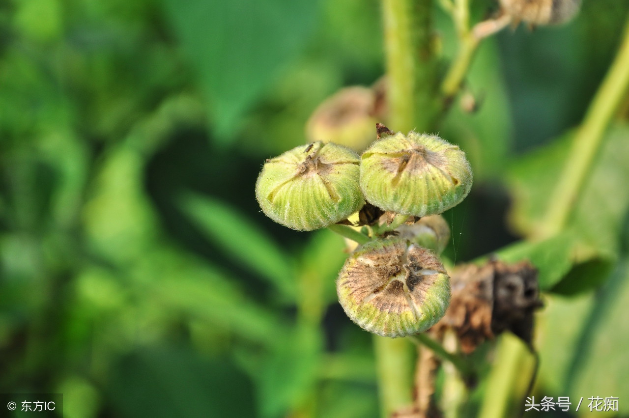 蜀葵是多年生还是一年生（蜀葵花的养殖简介）