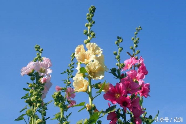 蜀葵是多年生还是一年生（蜀葵花的养殖简介）