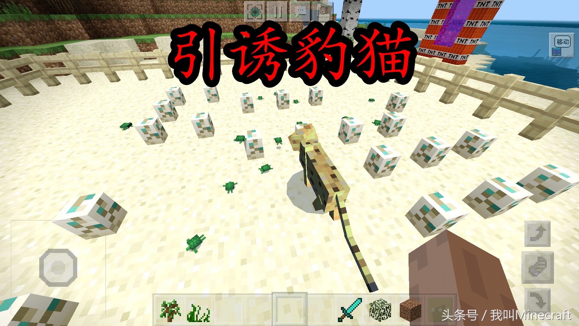 我的世界:如何“科学”驯服豹猫?萌新只会喂鱼,老MC却这样做!