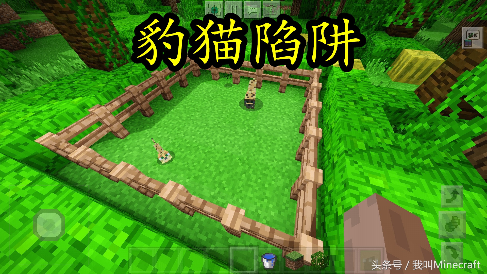 我的世界:如何“科学”驯服豹猫?萌新只会喂鱼,老MC却这样做!
