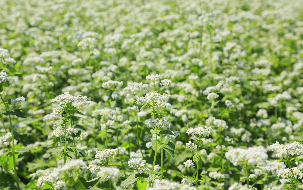 (荞麦植株)我们在超市里杂粮部见到的荞麦是这样子的:(荞麦)67荞麦