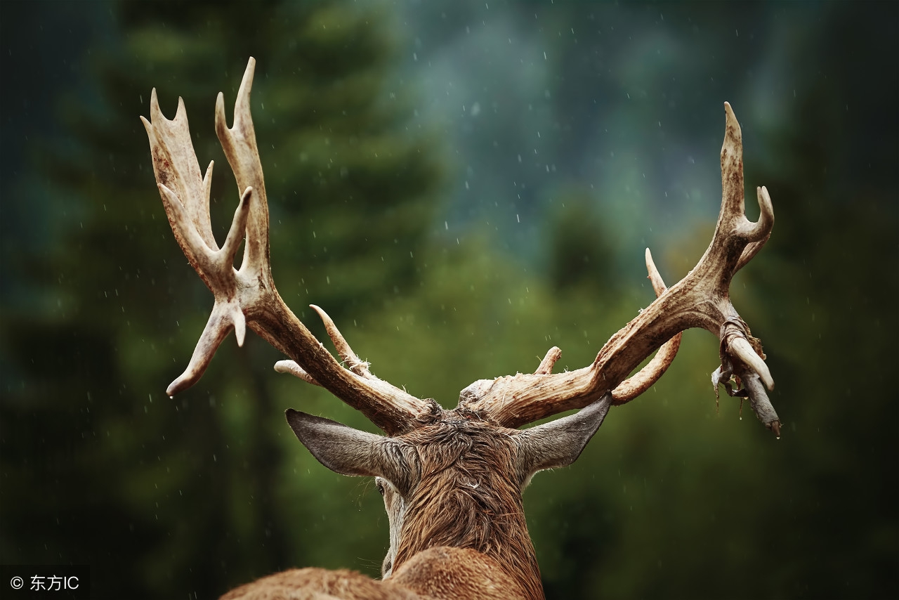 中药指南:鹿角的主要药用功效