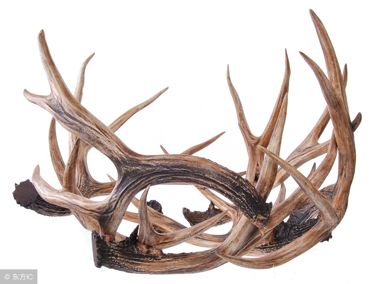 鹿角粉有什么功效和作用 鹿角粉的功效与作用有哪些 - 盾灵网