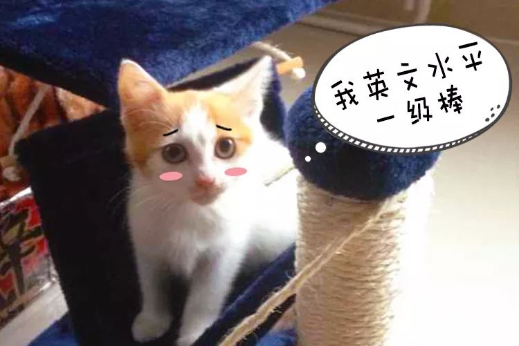 猫说｜我想陪你嫁给他，却留下陪你妈
