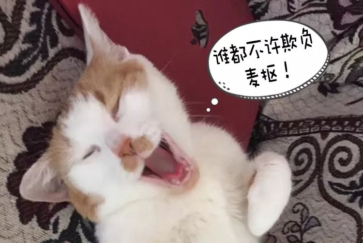 猫说｜我想陪你嫁给他，却留下陪你妈
