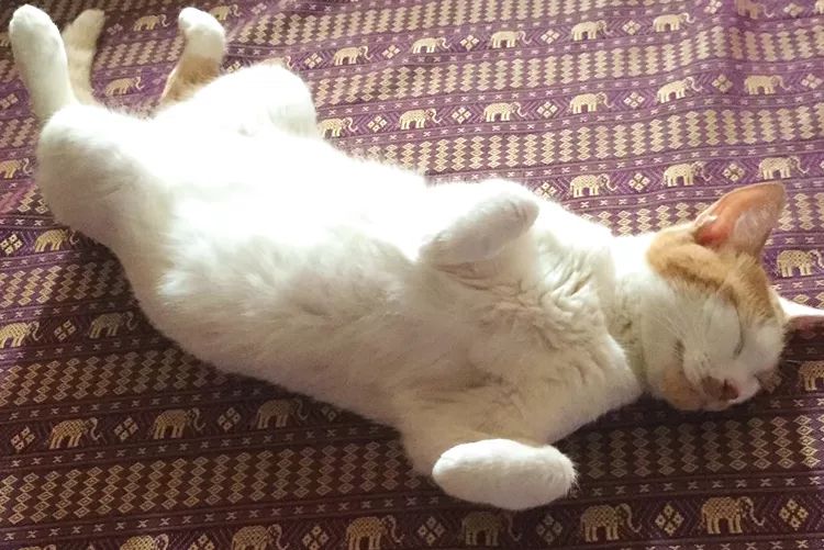 猫说｜我想陪你嫁给他，却留下陪你妈