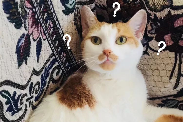 猫说｜我想陪你嫁给他，却留下陪你妈