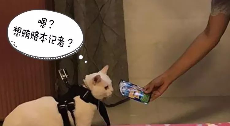猫说｜我想陪你嫁给他，却留下陪你妈