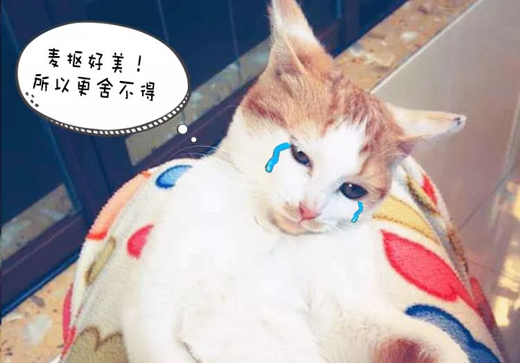 猫说｜我想陪你嫁给他，却留下陪你妈