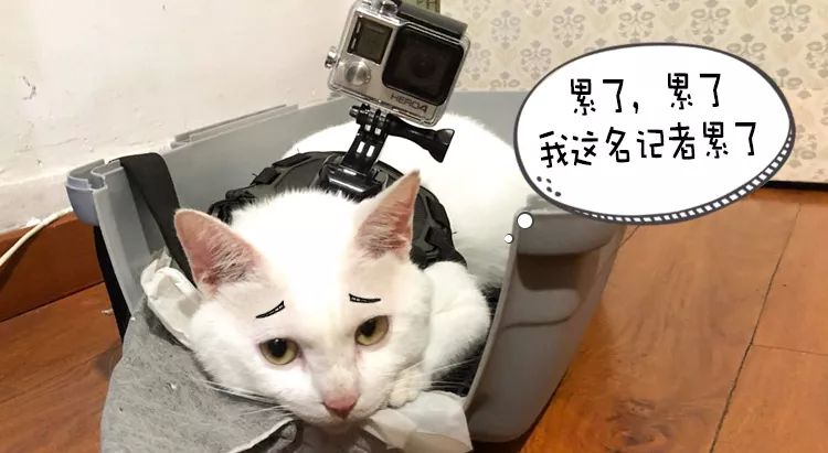猫说｜我想陪你嫁给他，却留下陪你妈