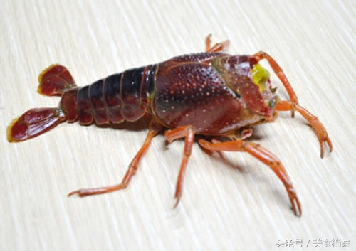 如何清洗小龙虾（小龙虾的清洗处理方法图解）