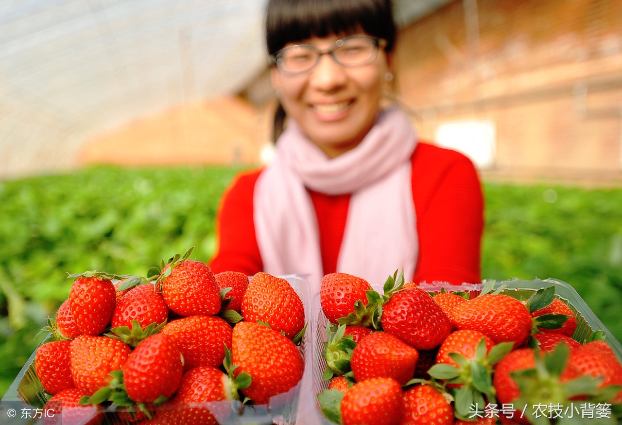 怎么吸草莓(草莓炭疽病发病快、危害重，怎样防治才能有效防治提高产量？)