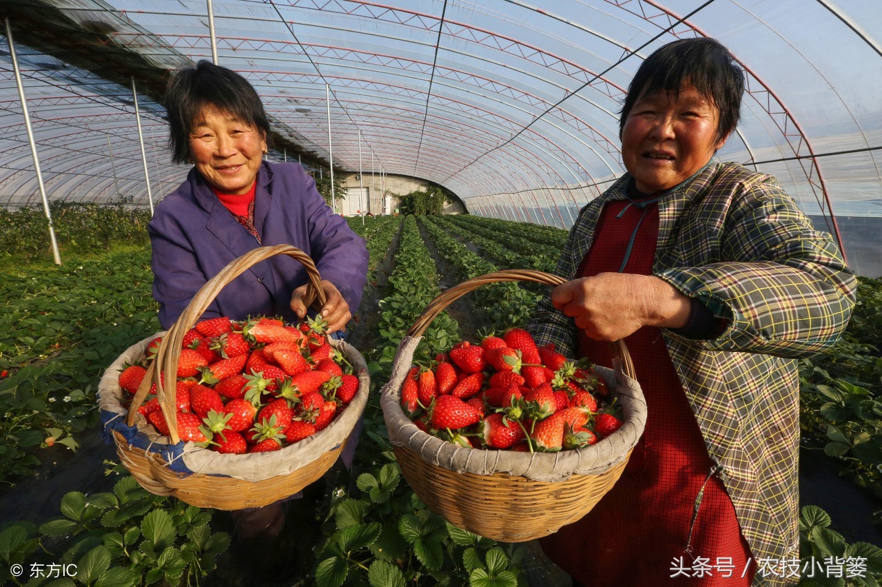 怎么吸草莓(草莓炭疽病发病快、危害重，怎样防治才能有效防治提高产量？)