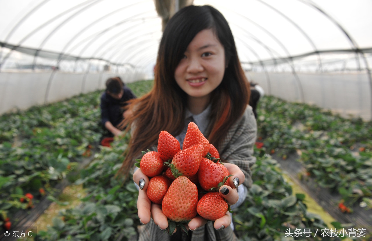 怎么吸草莓(草莓炭疽病发病快、危害重，怎样防治才能有效防治提高产量？)