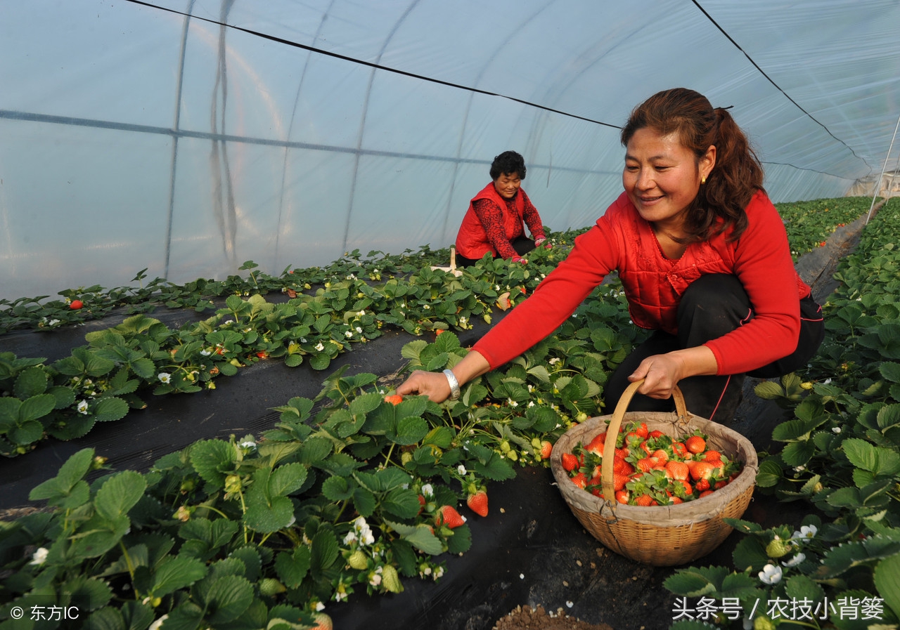 怎么吸草莓(草莓炭疽病发病快、危害重，怎样防治才能有效防治提高产量？)