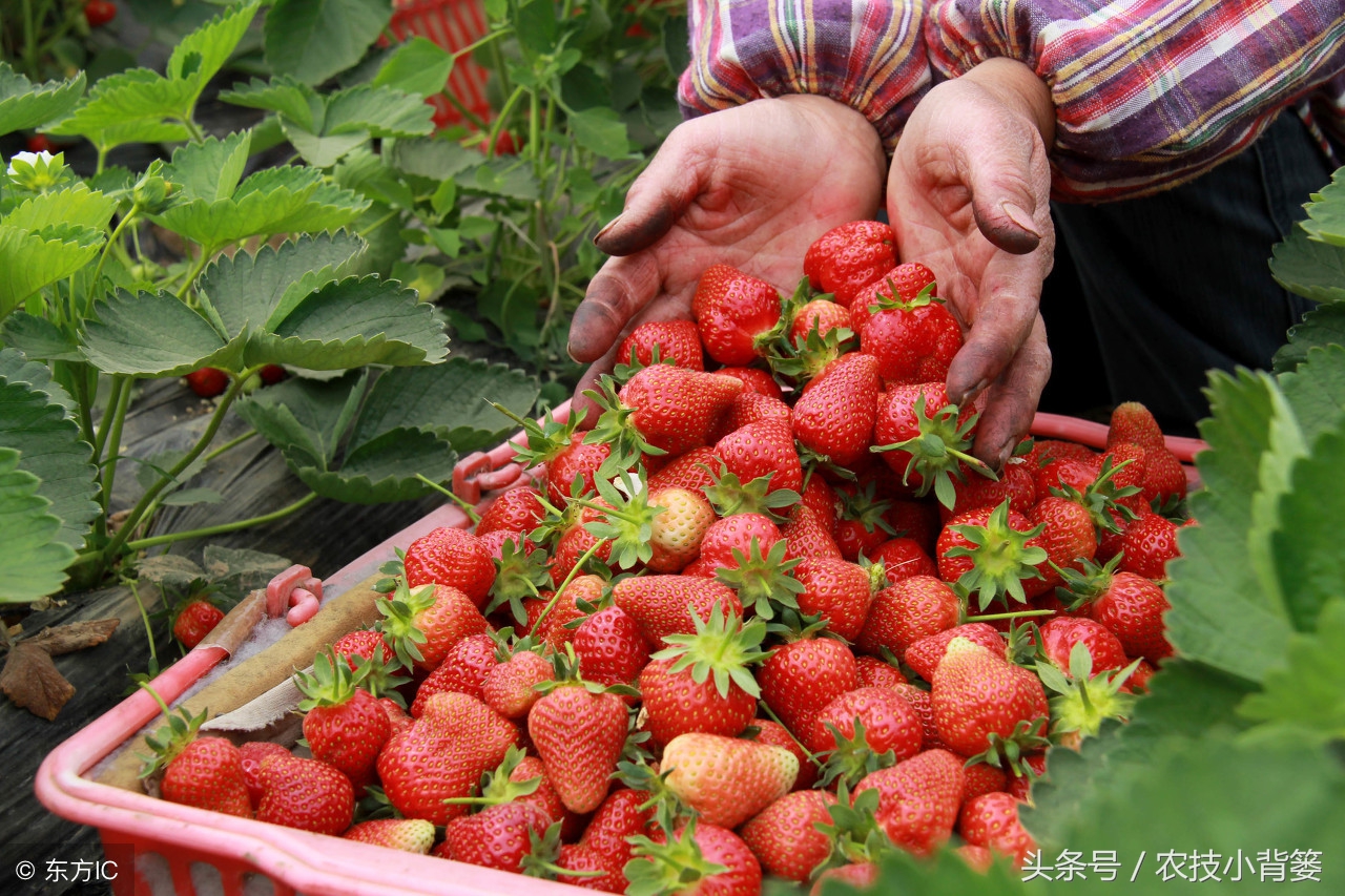 怎么吸草莓(草莓炭疽病发病快、危害重，怎样防治才能有效防治提高产量？)