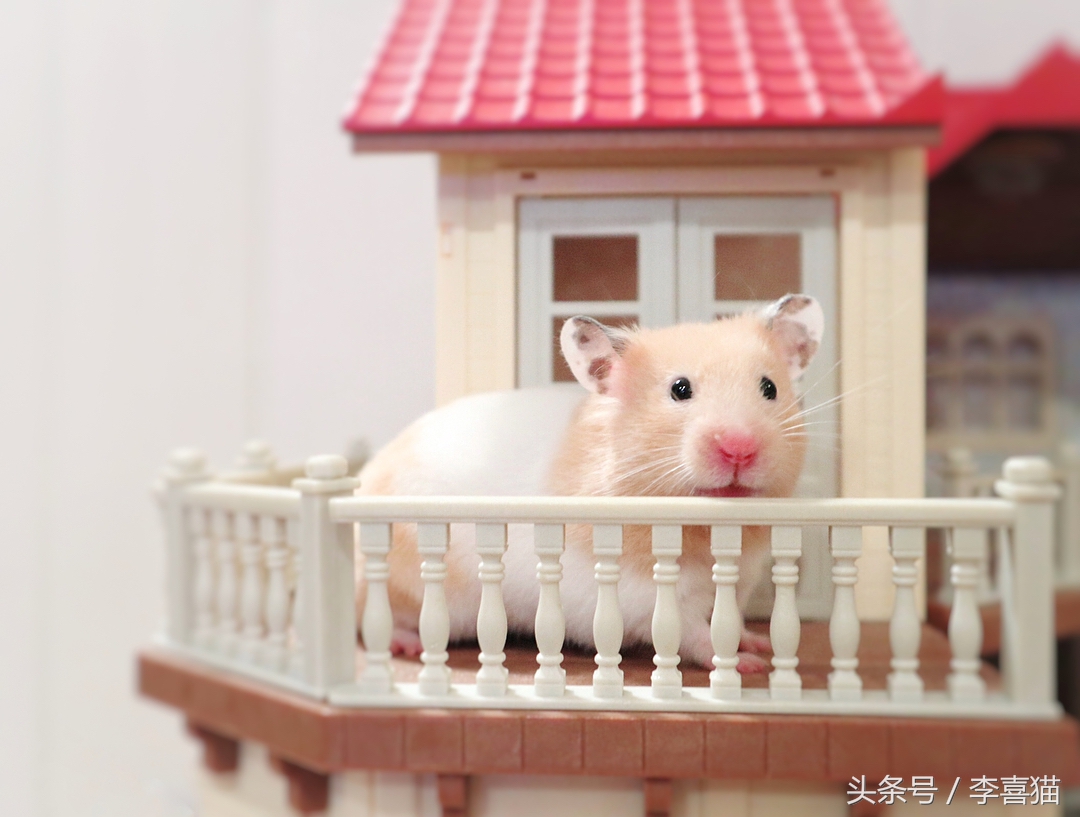 胖胖的金丝熊连发呆都这么可爱,可以说是仓鼠界的卖萌先锋了