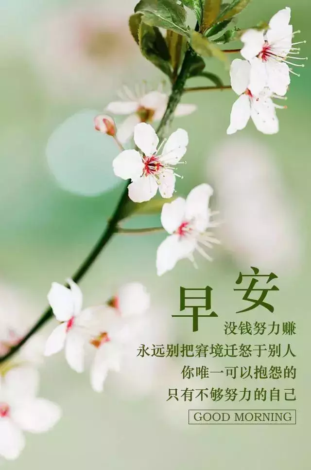 早安心语励志一句话,早安问候语正能量简短_晶羽科技