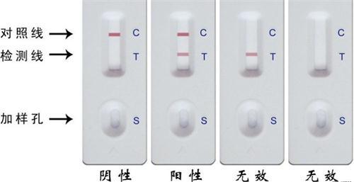 细小会不会传染人(细小病毒死亡率最高可达80%，但这样高风险的疾病并不会传染给人)