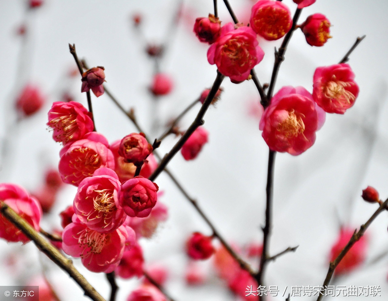 下联：梅花无意苦争春；上联怎么对