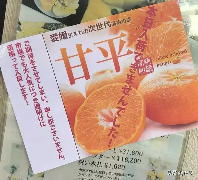 日本爱媛新品种,100元1个的柑橘!老农却选择种最便宜的,为什么