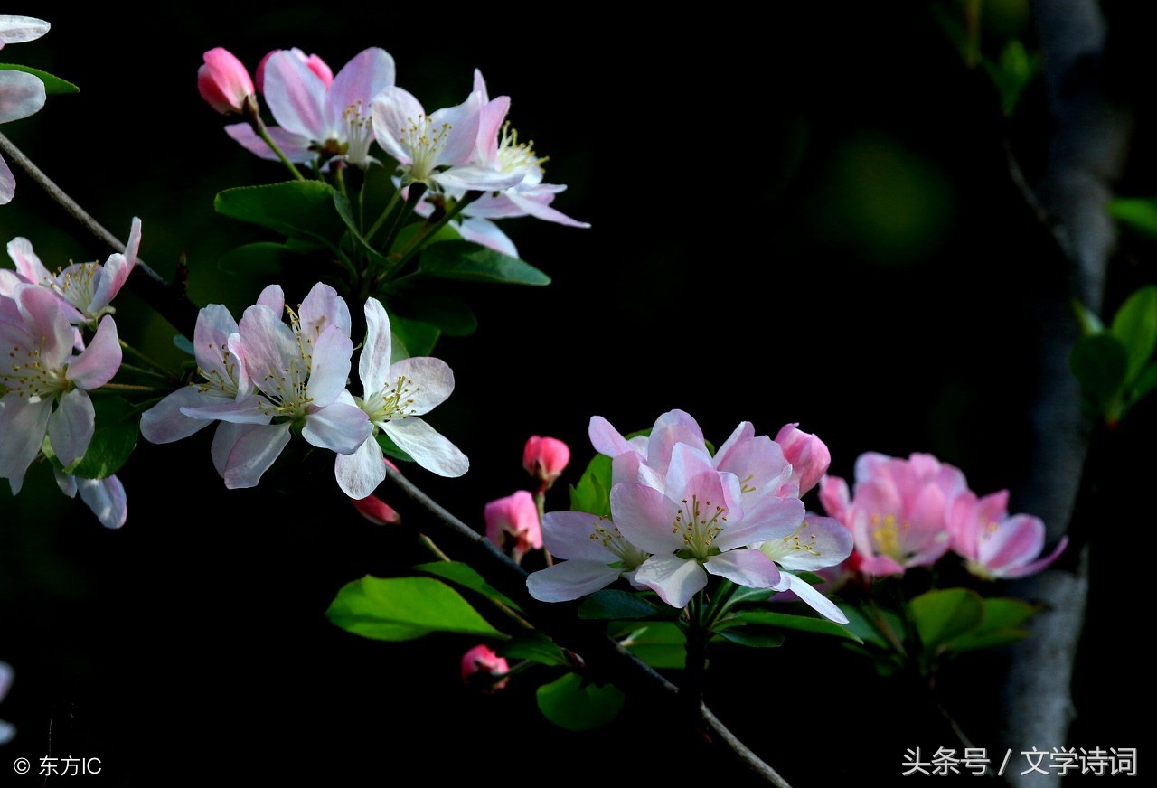 一天一首古诗词|宋代,苏轼《海棠》