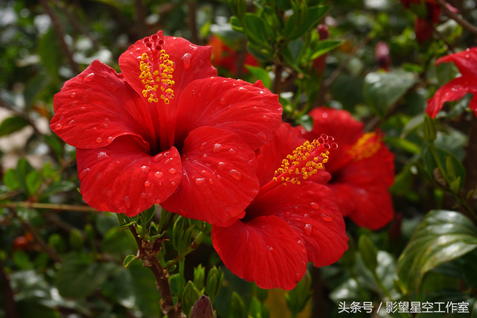 朱槿花的寓意是什么（月光朱槿花的介绍及其花语）