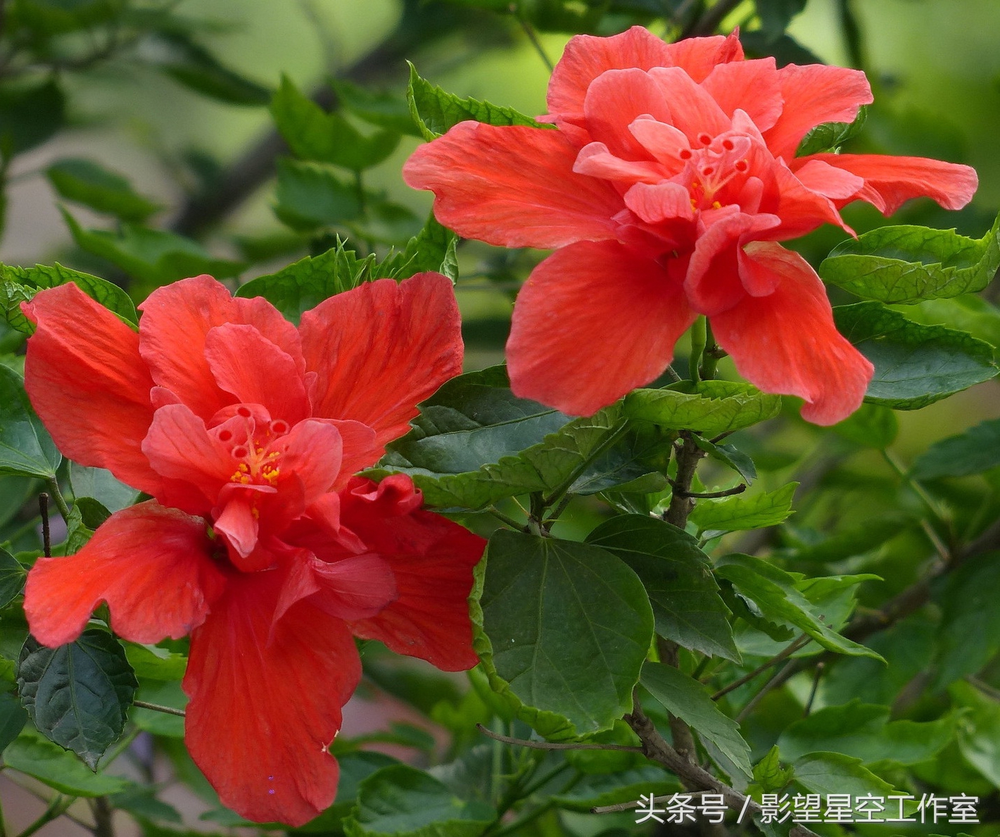 朱槿花的寓意是什么（月光朱槿花的介绍及其花语）