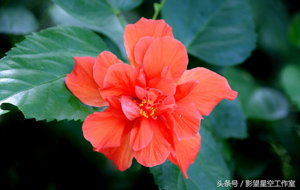 朱槿花的寓意是什么（月光朱槿花的介绍及其花语）