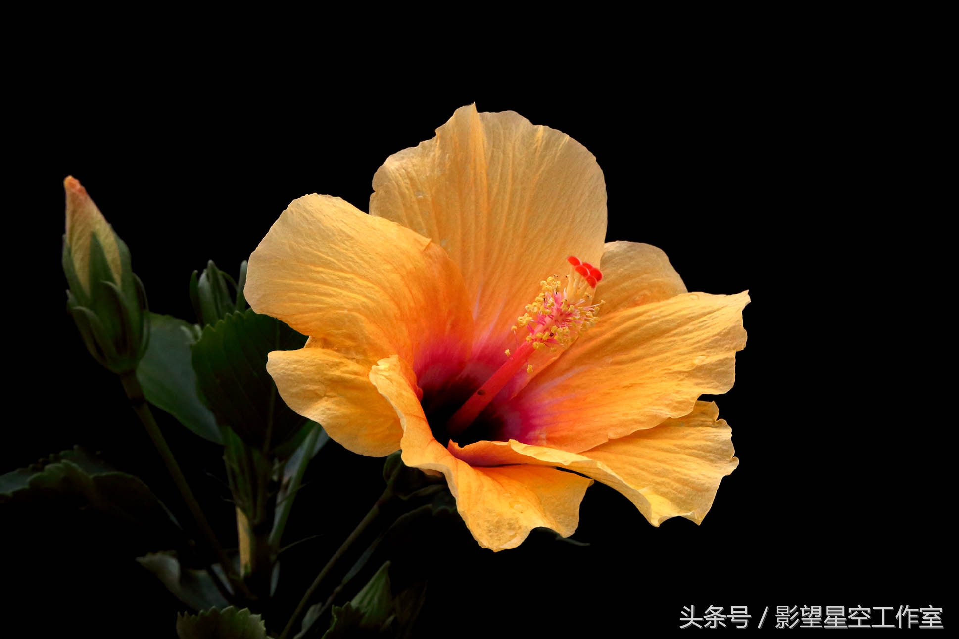 朱槿花的寓意是什么（月光朱槿花的介绍及其花语）