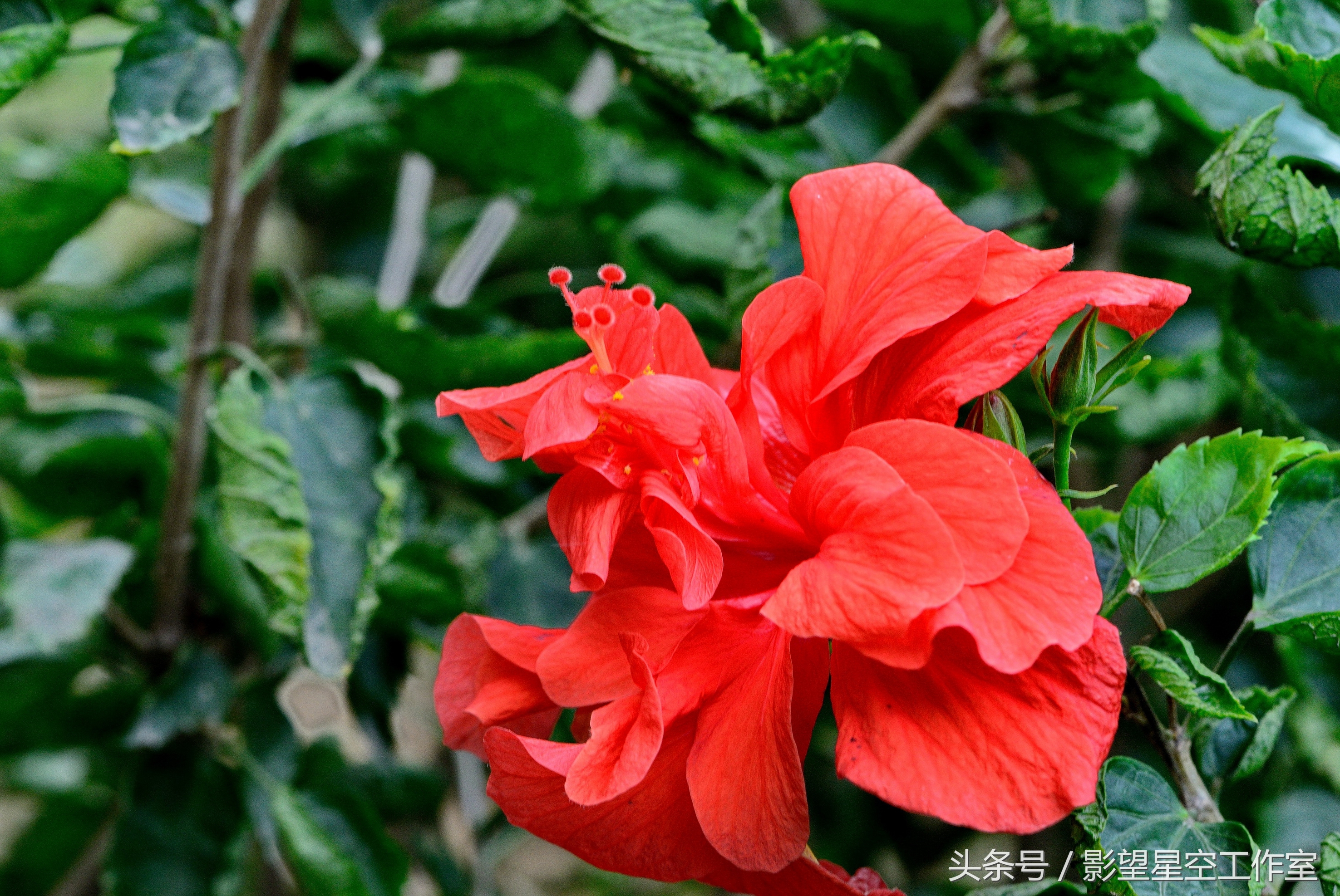朱槿花的寓意是什么（月光朱槿花的介绍及其花语）