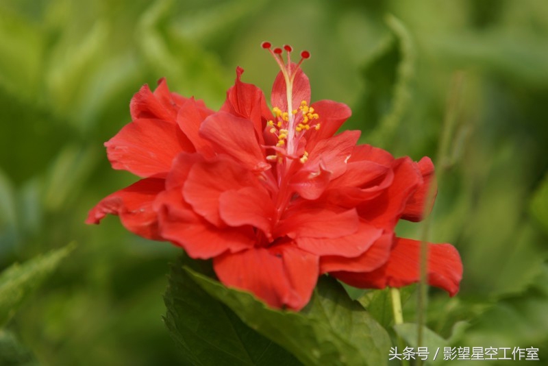 朱槿花的寓意是什么（月光朱槿花的介绍及其花语）