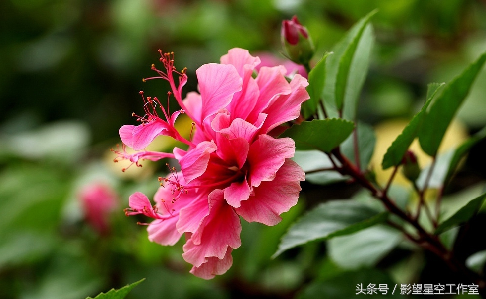 朱槿花的寓意是什么（月光朱槿花的介绍及其花语）