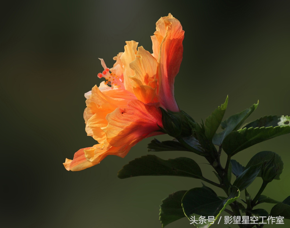 朱槿花的寓意是什么（月光朱槿花的介绍及其花语）