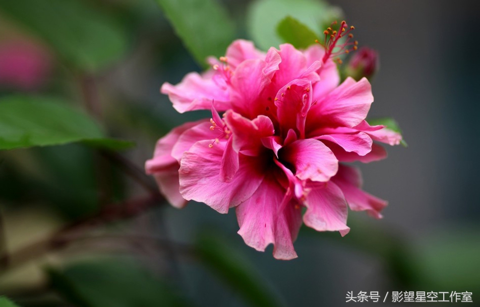 朱槿花的寓意是什么（月光朱槿花的介绍及其花语）