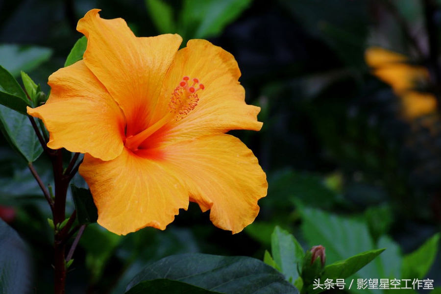 朱槿花的寓意是什么（月光朱槿花的介绍及其花语）