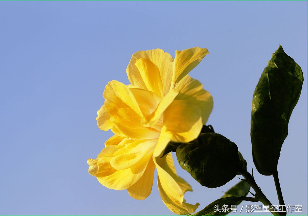 朱槿花的寓意是什么（月光朱槿花的介绍及其花语）