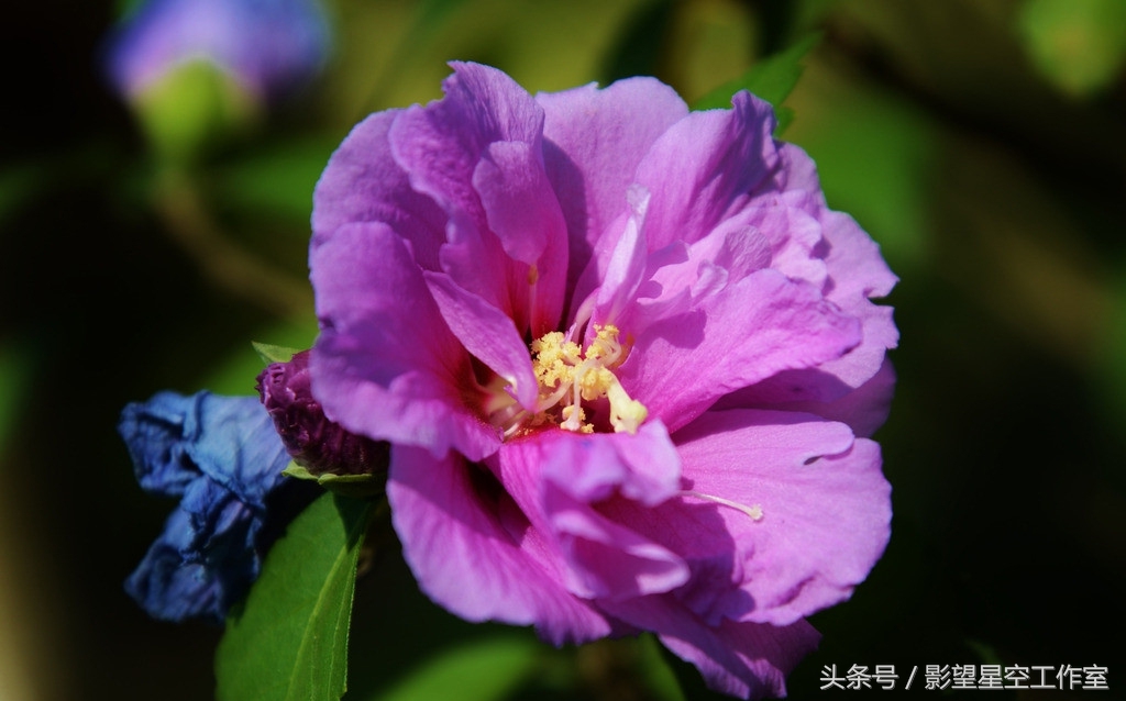 朱槿花的寓意是什么（月光朱槿花的介绍及其花语）