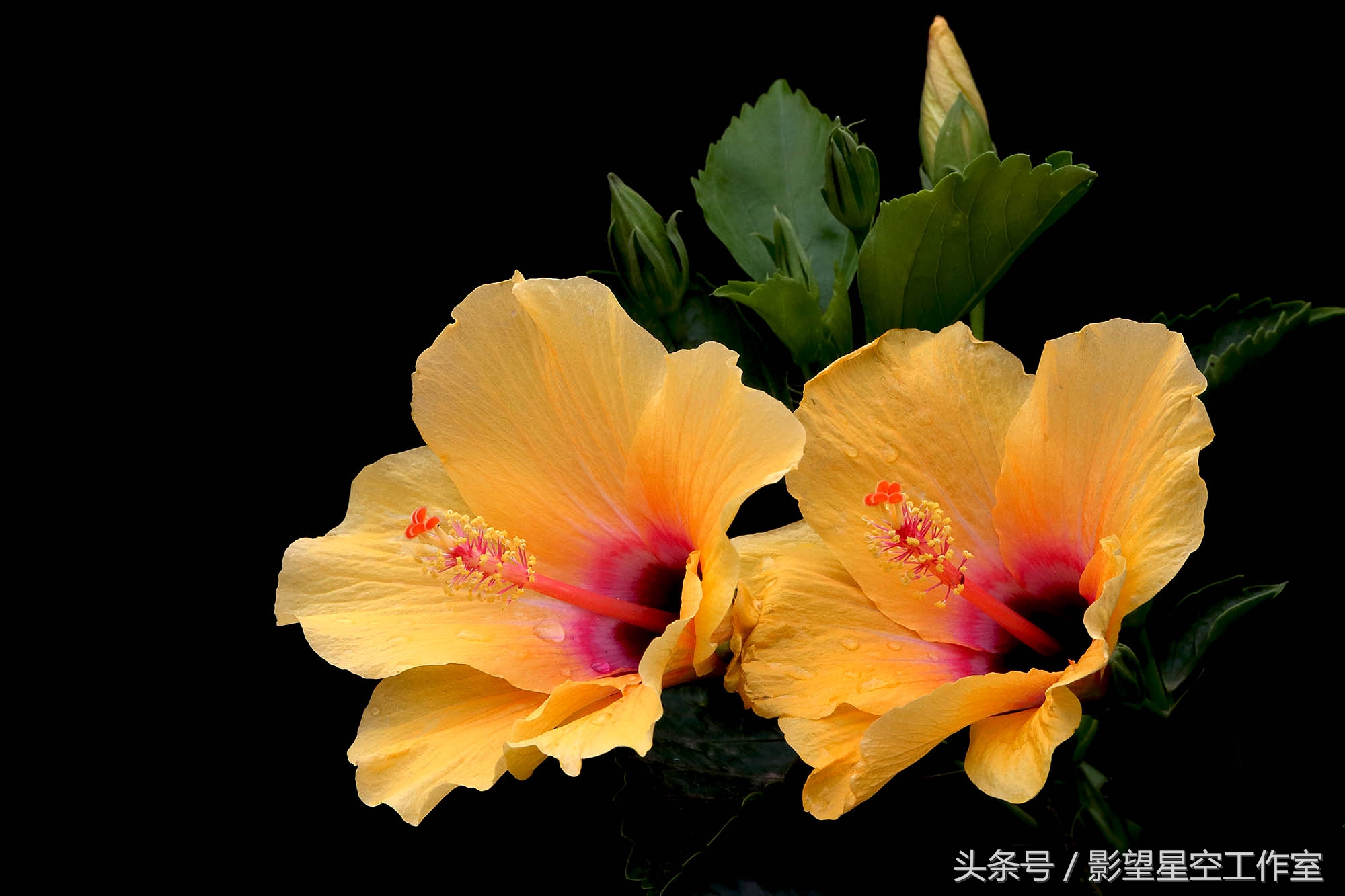 朱槿花的寓意是什么（月光朱槿花的介绍及其花语）