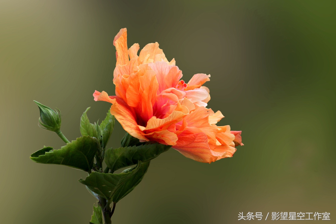 朱槿花的寓意是什么（月光朱槿花的介绍及其花语）