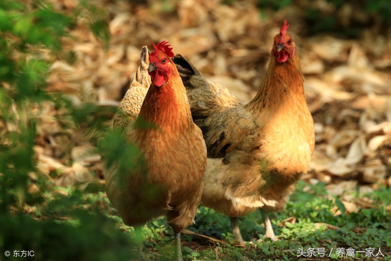 床上有鸡虱子怎么去除（鸡虱子会在人身上繁殖吗）-第1张图片-巴山号