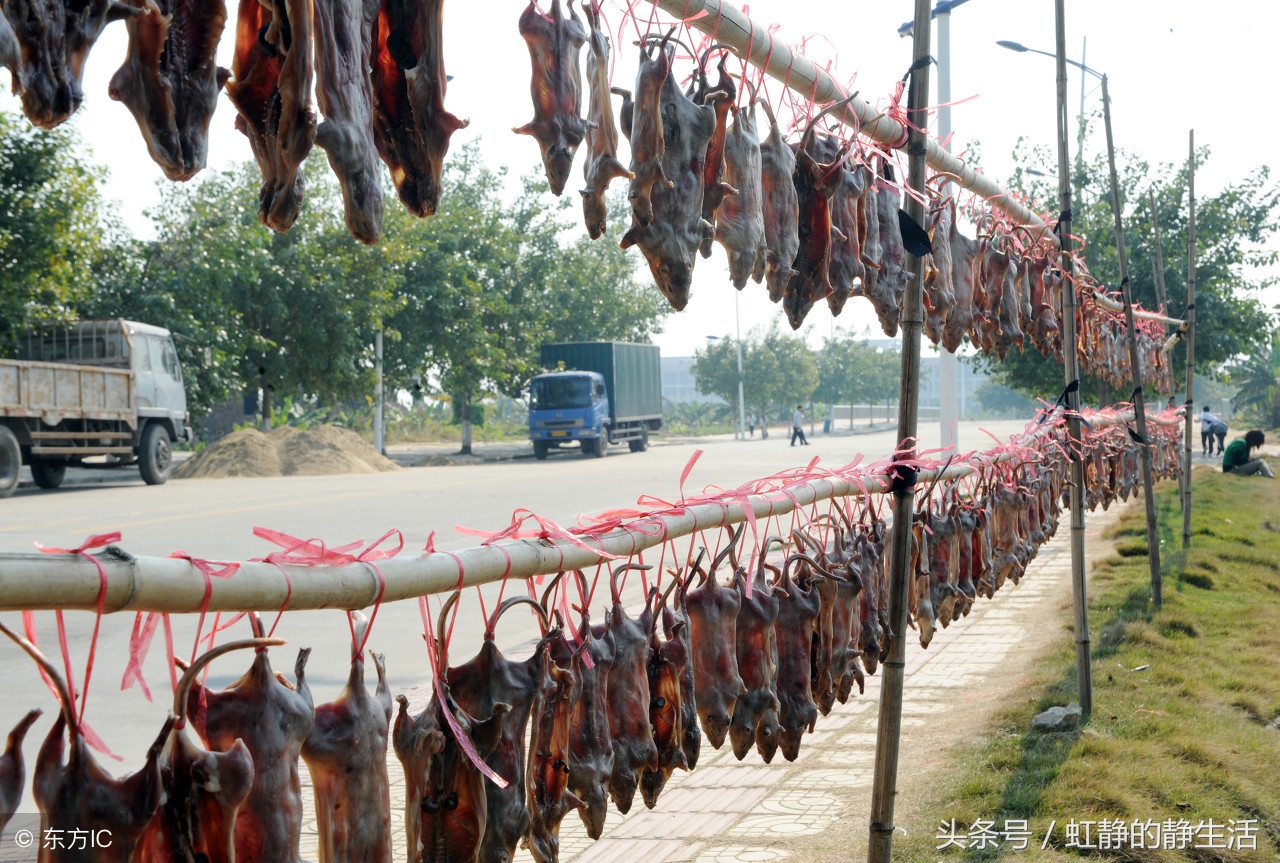 老鼠肉可以吃嗎,老鼠肉可以吃嗎?有沒有病毒?