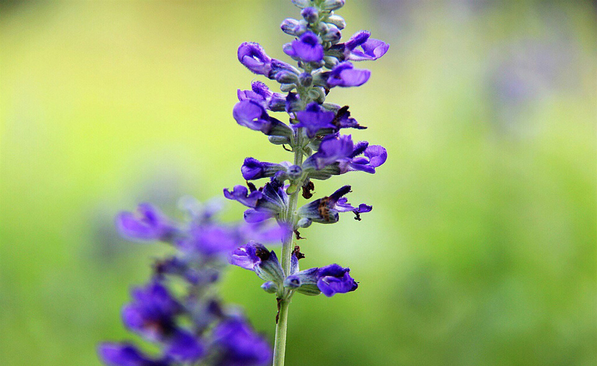 十二生肖·属猪·幸运植物
