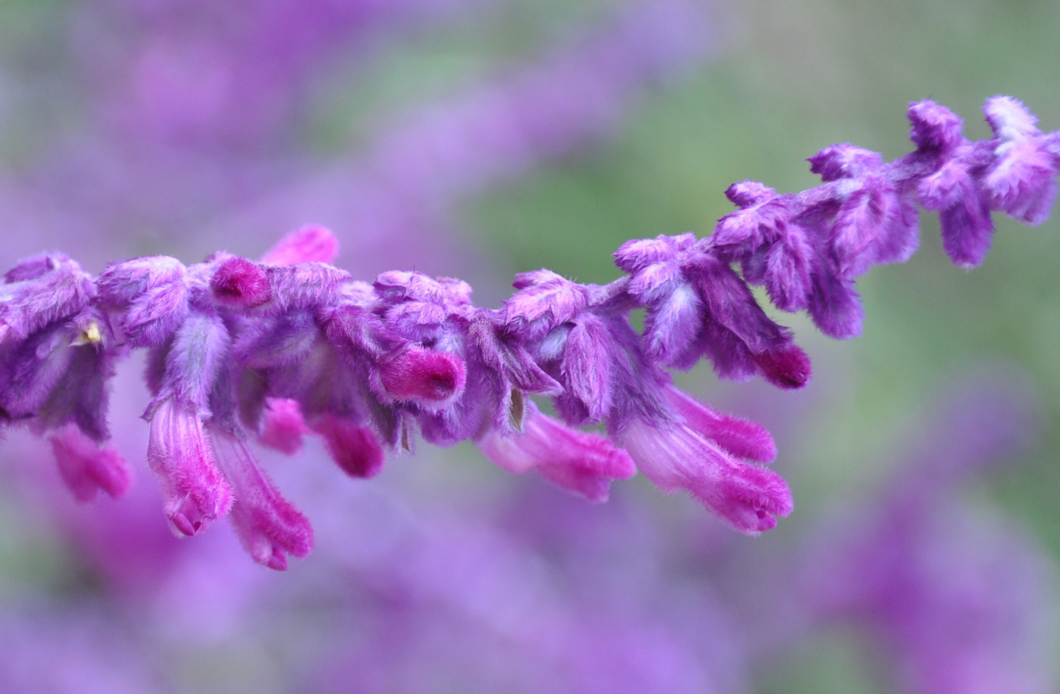 十二生肖·属猪·幸运植物